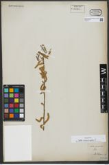 Foto von Salix viminalis L.